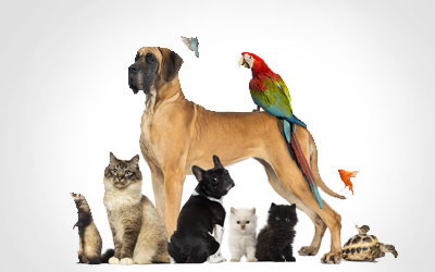  Promotional Image for Pet Centre