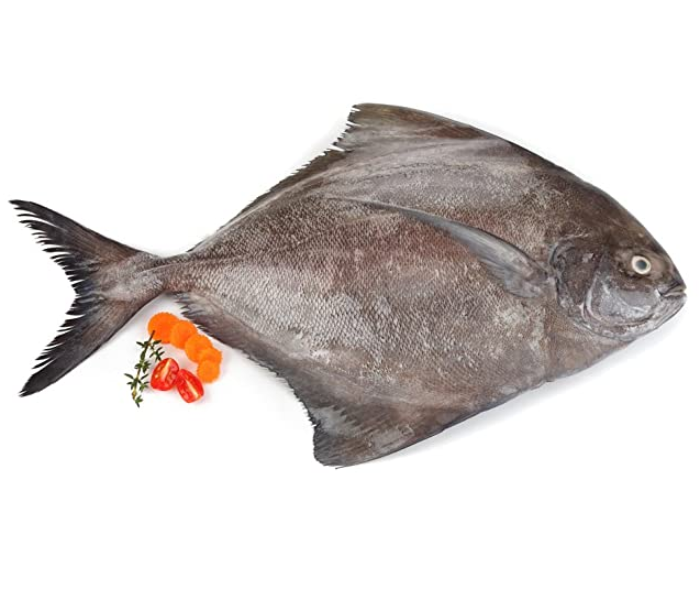 Black Pomfret / Karutha Avoli (500 gm) 1 in UAE