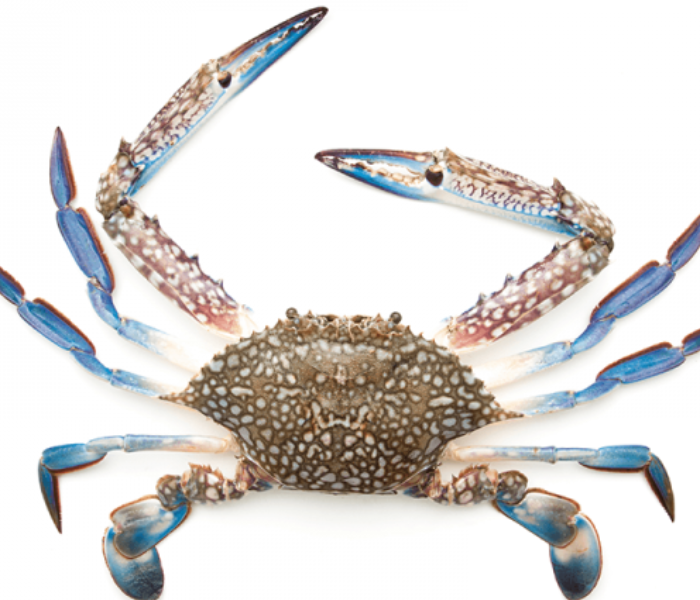 Blue Crab Medium (500 gm) 1 in UAE