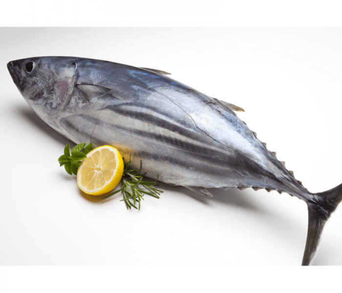Tuna / Tunny / Choora ( 1 Fish - Medium Size) 1 in UAE