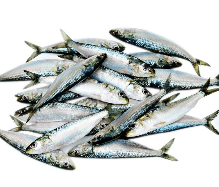 Premium Sardine / Ooma / Mathi (500 gm) 1 in UAE