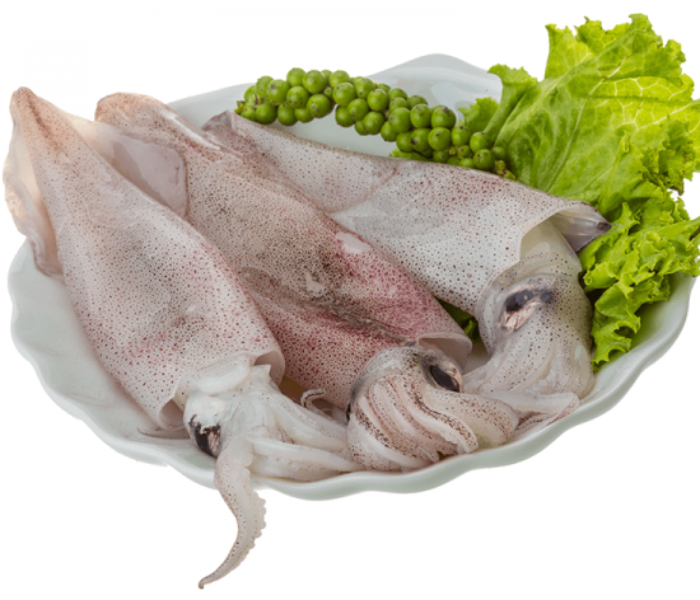 Squid Medium (500 gm) 1 in UAE