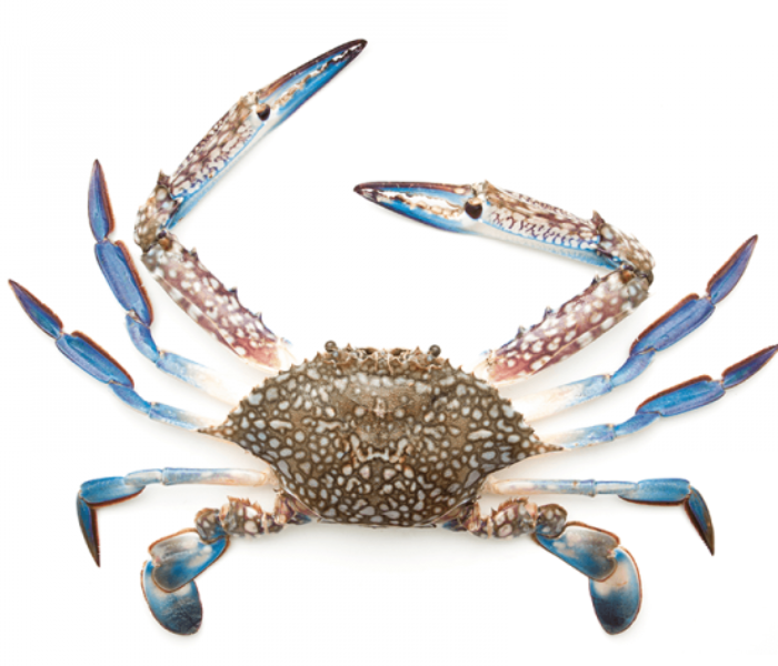 Blue Crab Small (500 gm) 1 in UAE