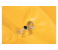 Bestway 43139 Summer Stylez - Yellow 3 in UAE