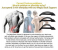 Jongo Magic Back Support Multi Level Back Stretching Device - Black 6 in UAE