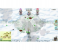 Rune Factory 4 Special Game for Nintendo Switch 4 in UAE