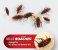 Roach Doctor Cockroach Gel Ready-to-Use Cockroach Gel Bait - Outdoor & Indoor Roach Killer with Syringe Applicator 3 in UAE