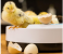 Olsenmark OMEI2445 Digital Egg Incubator for Chicken Poultry Hatcher 7 in UAE