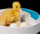 Olsenmark OMEI2445 Digital Egg Incubator for Chicken Poultry Hatcher 8 in UAE
