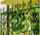 Expandable 1.3 Meter Wicker Fence Artificial Plant - Green 2 in UAE