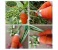 Thumb Knife 2 Finger Cutter Kitchen Knife Set for Kitchen use Home appliances Kitchen Garlic Peeler for Kitchen Finger Thumb Cutter - Orange 4 in UAE
