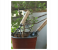 Galaxy Ocean 3 Pieces Garden Tool Set - Black and Brown 9 in UAE