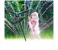 Rotating Garden Sprinkler Gardening Watering System - Black and Green 5 in UAE
