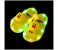 Generic 34 Sized Cartoon Cute LED Light Casual Soft Sole Rubber Shoes for Kids 6 in OMAN