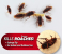 Roach Expert Doctor Cockroach Killing Gel 30G 5 in UAE