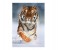 Clementoni 08004 High Quality Collection Animals Adult Puzzle - 3 x 1000 Pieces 3 in UAE