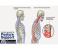 DRX Levines Magnetic Shoulder Support for Posture Correction - Postural Belt, White 4 in UAE