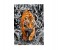 Clementoni 39429 Platinum Collection Tiger Adult Puzzle - 1000 Pieces 2 in UAE
