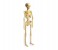 Clementoni 61252 Science & Game Anatomy Lab Set 3 in UAE