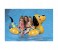 Intex ZX-56556 Inflatable Ride-On Puppy Dog - Yellow 2 in UAE