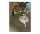 Clementoni 39379 Museum Collection Letoile Adult Puzzle - 1000 pieces 2 in UAE