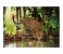 Clementoni 32537 High Quality Collection Leopard Adult Puzzle - 2000 Pieces 2 in UAE