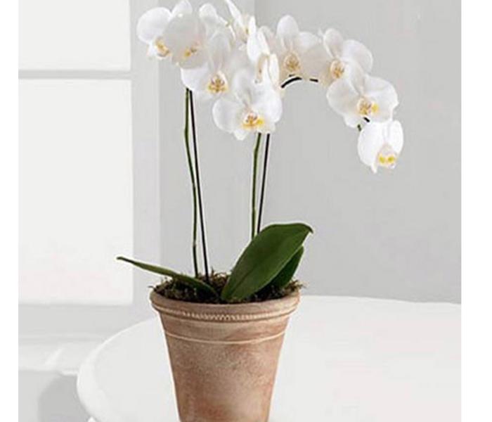 Arabian Florist White Phalaenopsis Orchid Plant - Zoom Image