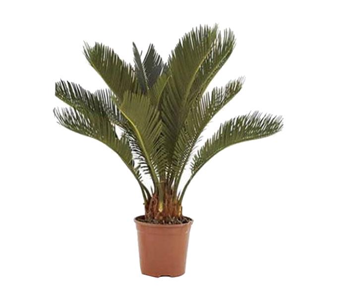 Arabian Florist Cycas Plant with Pot - Zoom Image