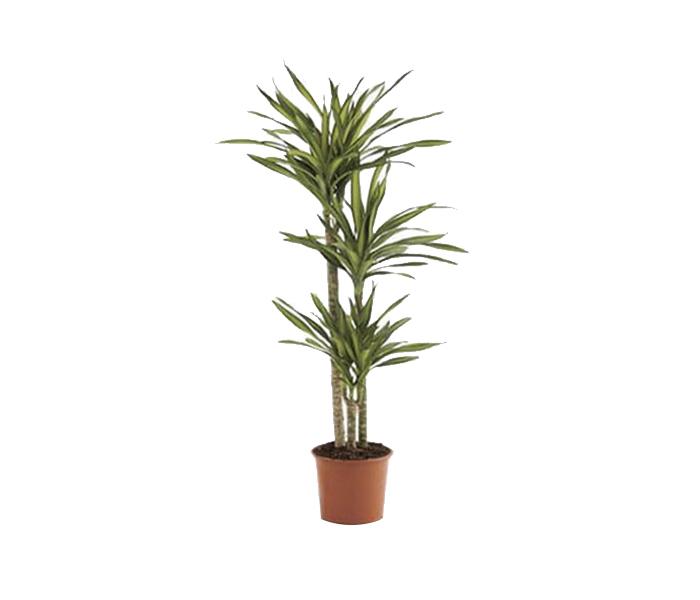 Arabian Florist Dracaena Rikki Plant - Zoom Image