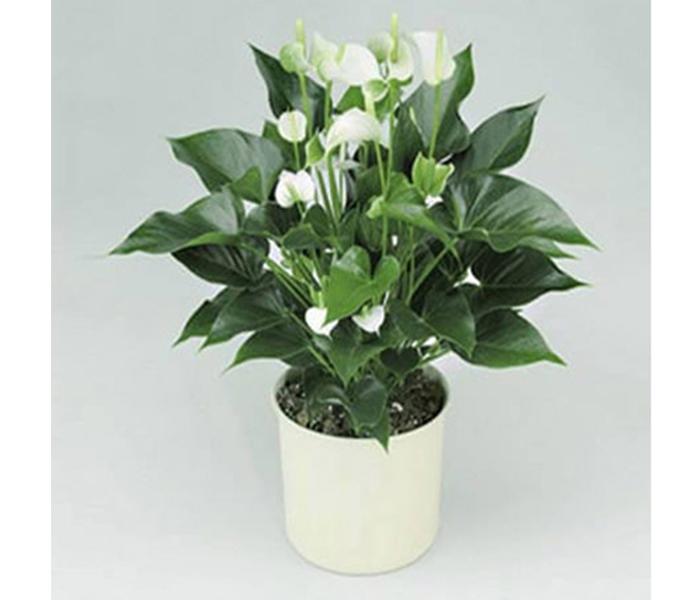 Arabian Florist White Anthurium Plant Gift - Zoom Image