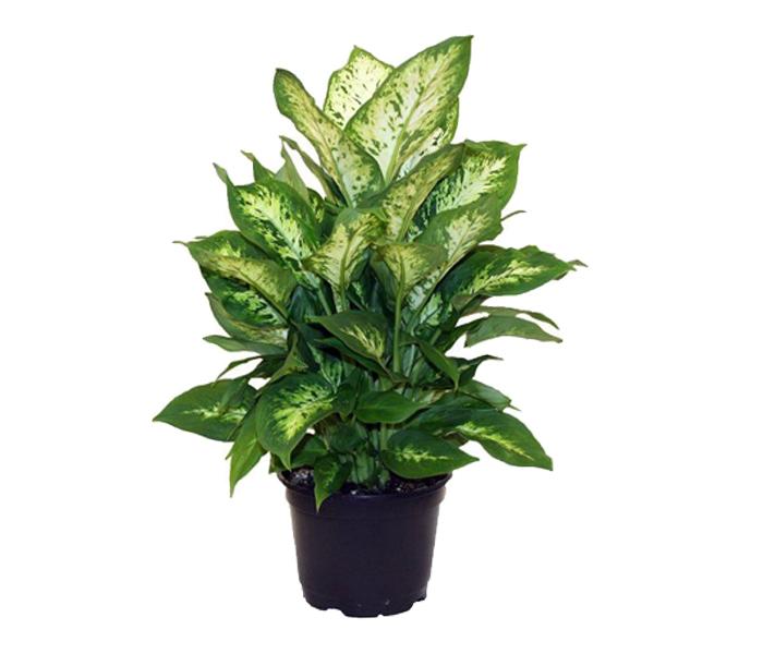 Arabian Florist Leopard Lilly Plant Gift - Zoom Image