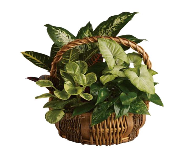 Arabian Florist Emerald Garden Basket for Men - Zoom Image