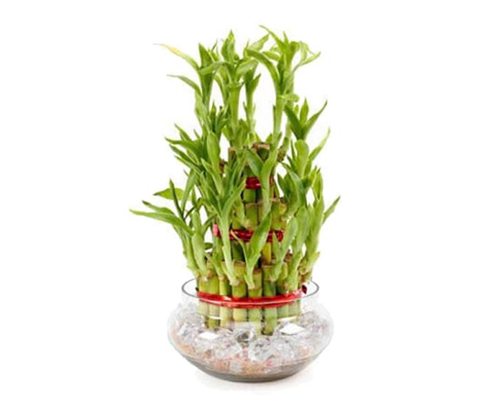 Arabian Florist Good Luck 3 Layer Bamboo Plant Gift - Zoom Image