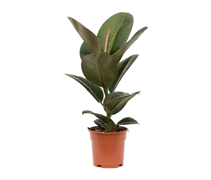 Arabian Florist Rubber Plant - 80-120cm - Zoom Image