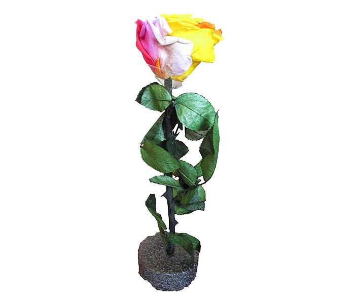 KMTE Decorative Long Life Preserved Rose with Stem - Zoom Image 3