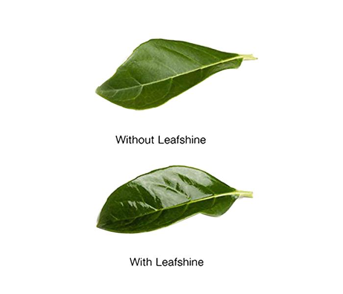 KMTE Floralife Leafshine Clear Spray for Plants & Flowers - 750ml - Zoom Image 2