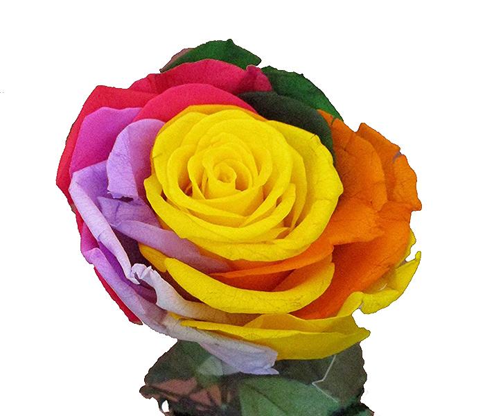 KMTE Decorative Long Life Preserved Rose with Stem - Zoom Image 2