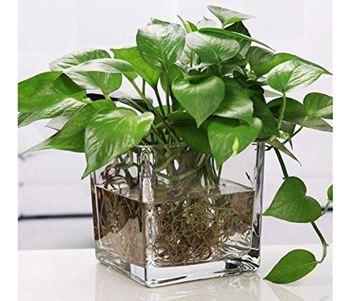 KMTE Hydroponic Container Terrarium Plant Flower Glass Pot - Transparent - Zoom Image 1