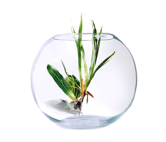 KMTE The New Aquarium Glass Vase Fish Tank - Clear - Zoom Image 1