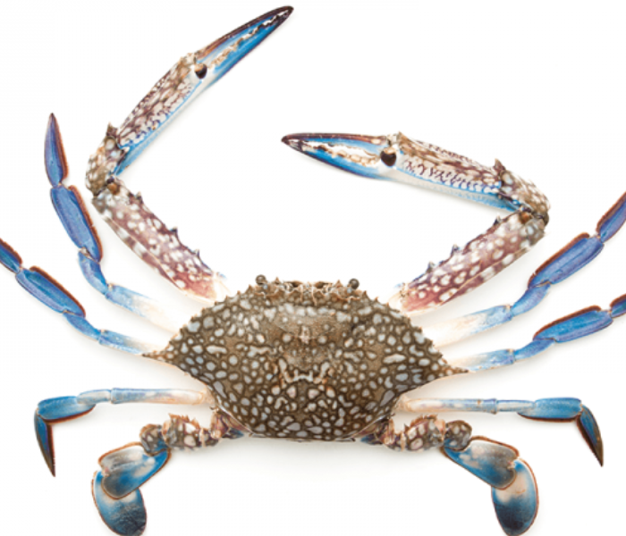 Blue Crab Medium (500 gm) - Zoom Image