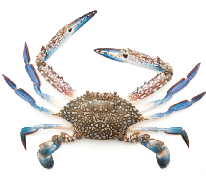 Blue Crab Small (500 gm) - Zoom Image