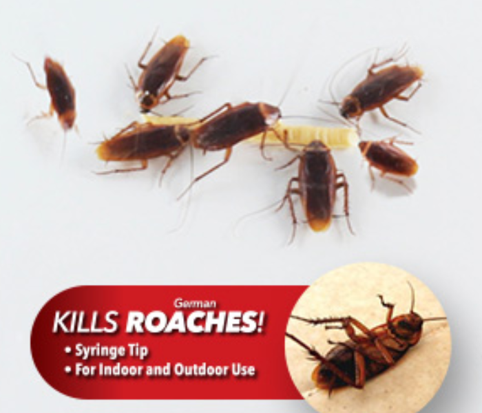 Roach Doctor Cockroach Gel Ready-to-Use Cockroach Gel Bait - Outdoor & Indoor Roach Killer with Syringe Applicator - Zoom Image 3