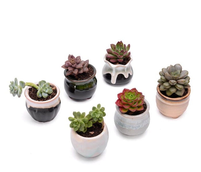 Serah Home Decors Ceramic 6 Pcs Pots For Succulents and Cactus Ceramic Pots Design 1 - Zoom Image 2