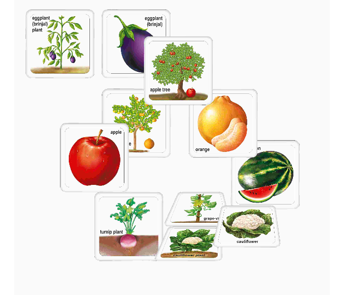 JMsouq Creative Educational CE00623 Fruits Vegetables and Their Plants Educational Game for Kids - Zoom Image 2