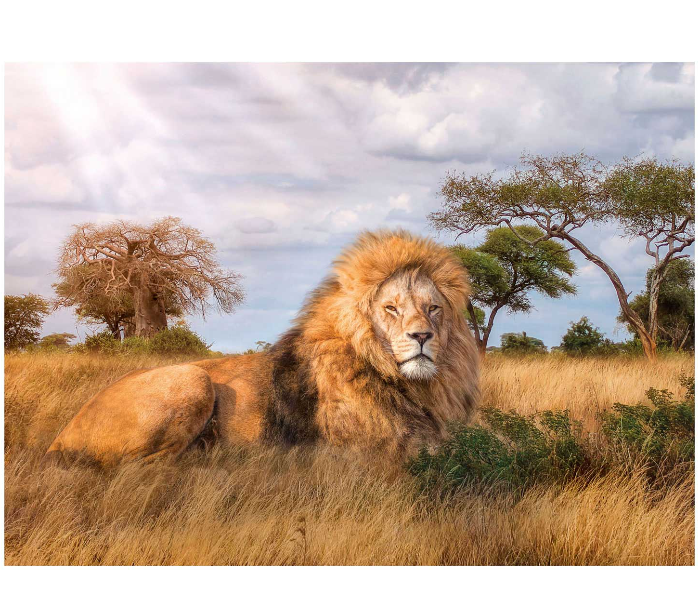 Clementoni 6800000250 1000 Piece The King Of Forest Lion Jigsaw Puzzle - Zoom Image 2