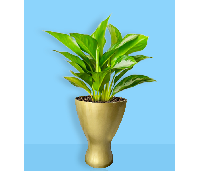 Grace GQ-303/A Exotic Royal Design Garden GRP Planters for Interior and Exterior - Gold - Zoom Image 6