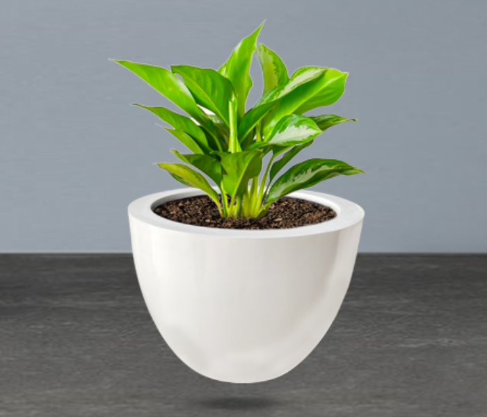 Grace GQ-301/A Exotic Royal Design Garden GRP Planters for Interior and Exterior - White - Zoom Image 6