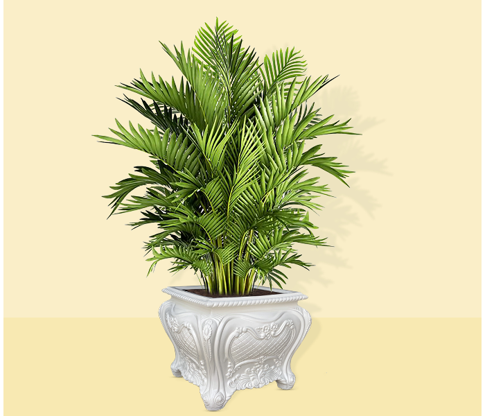 Grace GQ-102/A 520x480mm Interior Exterior Exotic Royal Design Garden GRP Planter 7 - White - Zoom Image 5