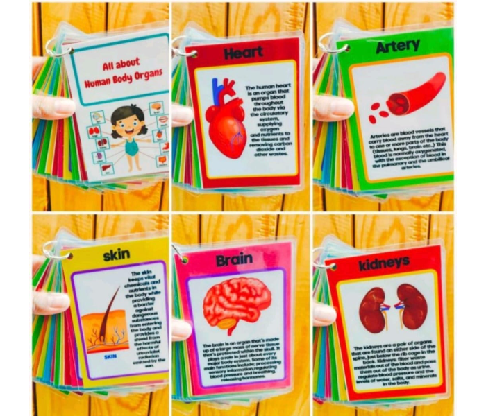 Ayah PHHB0785 Highquality And Feature Bright And Colorful Pictures Educational Human Body Organs Flashcards - Zoom Image