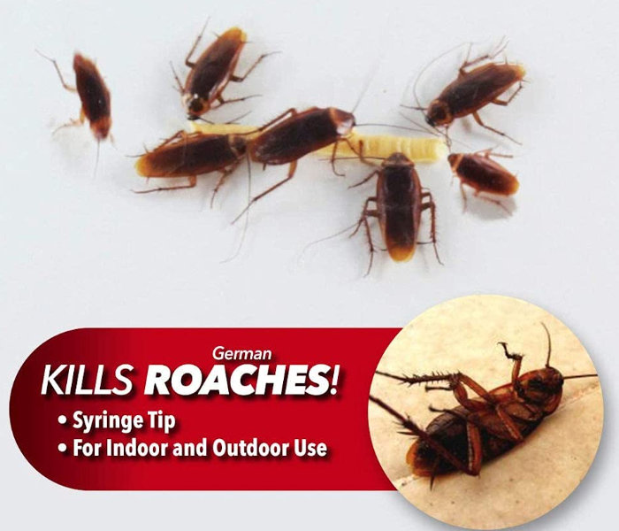 Roach Expert Doctor Cockroach Killing Gel 30G in UAE